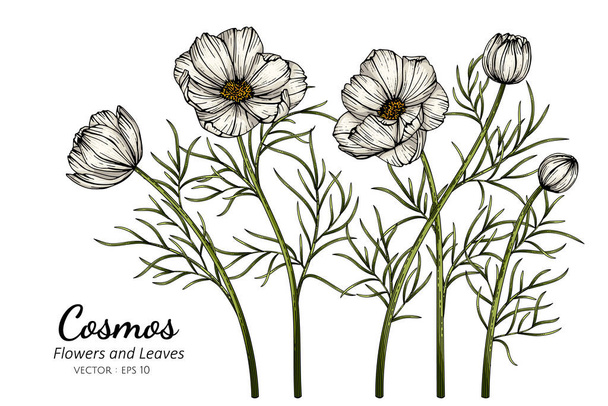 Cosmos blanco flor y hoja dibujo ilustración con arte de línea sobre fondos blancos - Vector, imagen