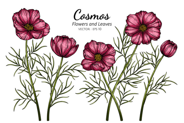Red Cosmos flor e folha desenho ilustração com arte de linha em fundos brancos - Vetor, Imagem