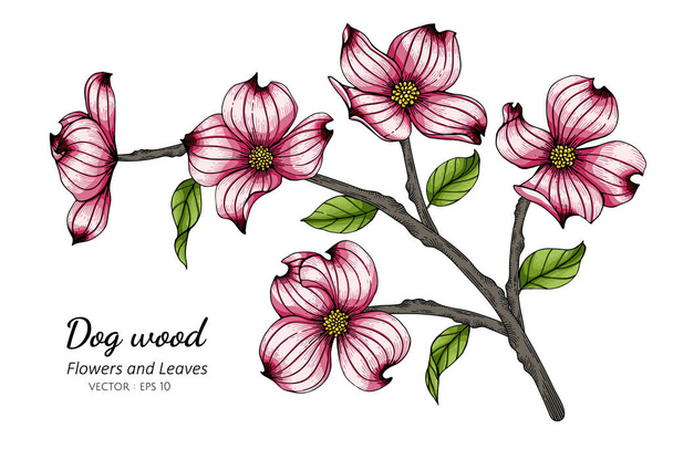 Pink dogwood flor e folha desenho ilustração com arte de linha em fundos brancos. - Vetor, Imagem