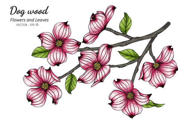 Flor de cornejo rosa y dibujo de hojas ilustración con arte de línea sobre fondos blancos. - Vector, Imagen