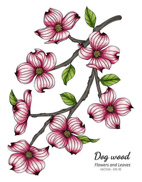 Pembe köpek ağacı çiçeği ve yaprak çizimi beyaz arka planda çizgi sanatı. - Vektör, Görsel