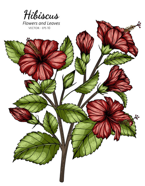 Hibiscus rojo flor y hoja dibujo ilustración con arte de línea sobre fondos blancos. - Vector, Imagen