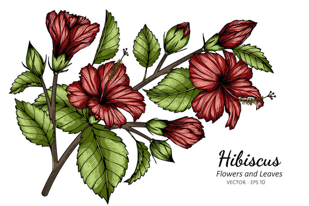 Fiore di ibisco rosso e illustrazione disegno foglia con linea arte su sfondi bianchi. - Vettoriali, immagini