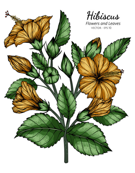 Flor de Hibiscus naranja y dibujo de hojas ilustración con arte de línea sobre fondos blancos. - Vector, Imagen