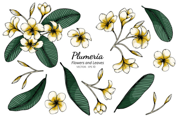 Set of Plumeria flower and leaf drawing illustration with line art on white backgrounds. - Vector, Image