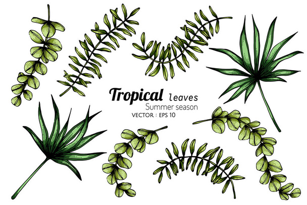 Beyaz arkaplanlarda çizgi sanatı olan tropikal yaprak çizimleri - Vektör, Görsel