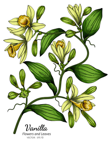Vanilla flor e folha desenho ilustração com linha de arte em fundos brancos - Vetor, Imagem