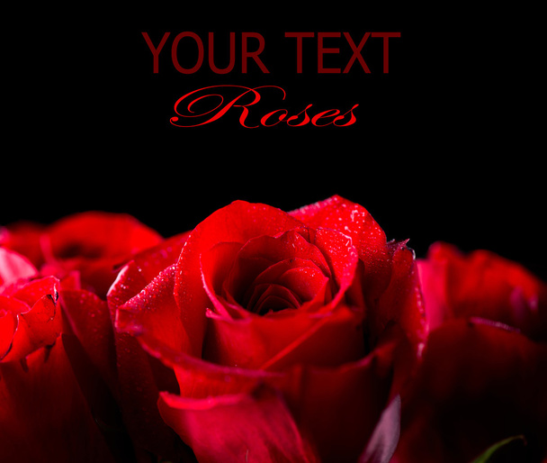 Red Rose Flower isolated on Black background - Photo, image