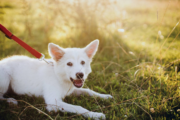 Roztomilé bílé štěně sedící v trávě v teplém západu slunce. Rozkošné nadýchané štěně s červeným vodítkem prozkoumávající svět, odpočívající na letní louce. Adopční koncept, kopírovací prostor - Fotografie, Obrázek