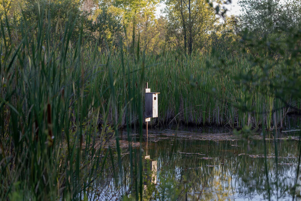 La caja del nido para pato de madera en un pequeño estanque forestal - Foto, imagen
