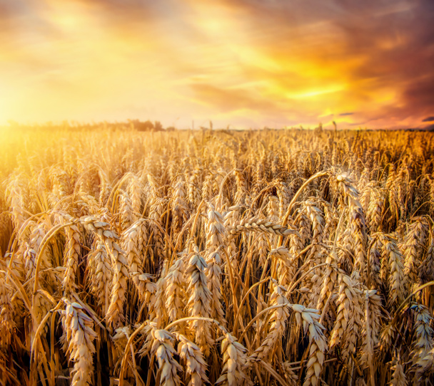 Красивое пшеничное поле - Фото, изображение
