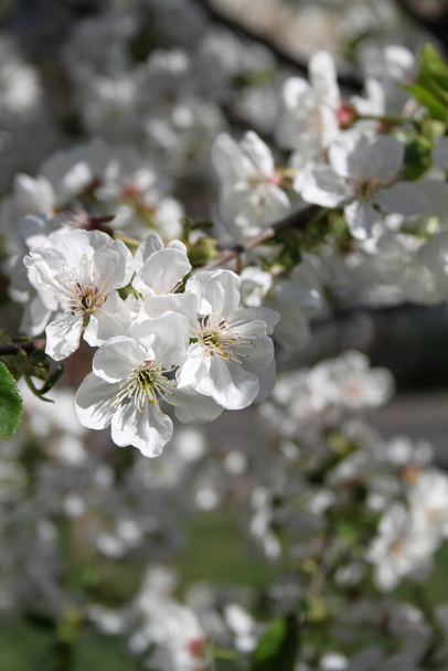 Blooming cherry tree blossom detailní záběr - Fotografie, Obrázek