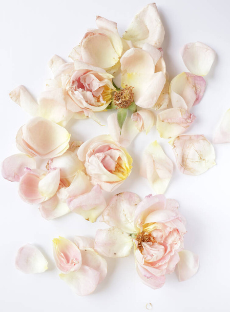Zbliżenie piękna kwitnące róże, tło natury dla kartki okolicznościowej - Zdjęcie, obraz
