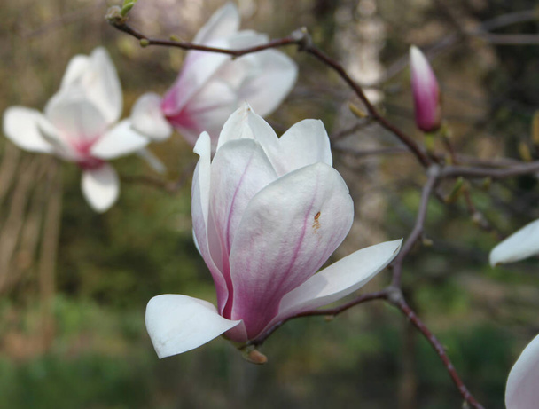 Крупним планом квіти магнолії квітучі на дереві в весняний сезон
   - Фото, зображення