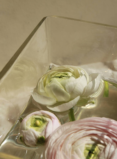 Fresca flor de brote ranúnculo rosa grande en la decoración del hogar en casa - Foto, imagen