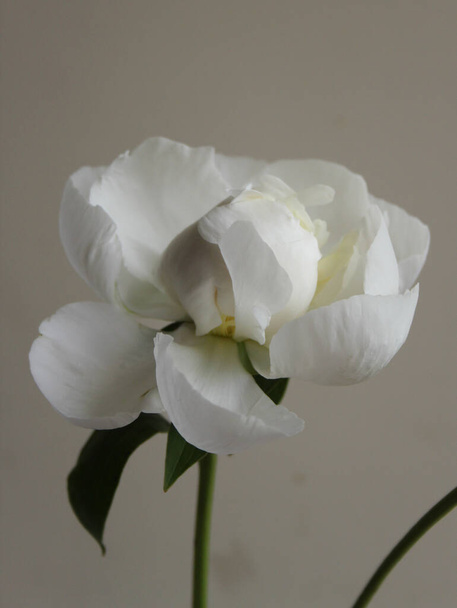 新鮮な牡丹の花の写真、ニュートラルな背景 - 写真・画像