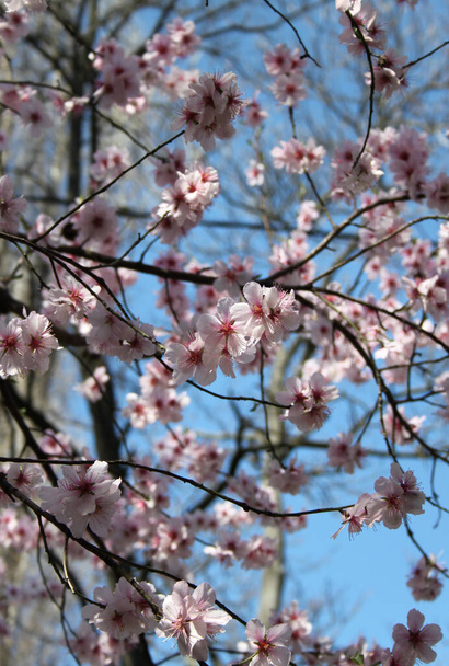 kwitnące drzewo wiśni kwiat zbliżenie strzał - Zdjęcie, obraz