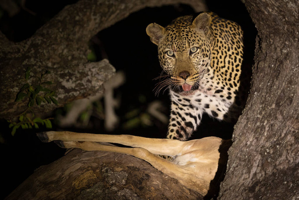 Leopard ve stromě v noci s jeho impala zabít vypadá ostražitě v Kruger Park v Jižní Africe - Fotografie, Obrázek