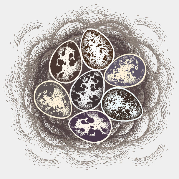 Bird stick nest for greeting card, invitation, banner design. Vector illustration. Quail eggs in nest. Eggs for easter holiday celebration design. - Vector, Image