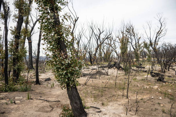 Incendi boschivi australiani: alberi di eucalipto che si riprendono dopo gravi danni da incendio nel fuoco di Currowan. L'eucalipto può germogliare dalle gemme sotto la corteccia o da un lignotuber alla base dell'albero - Foto, immagini