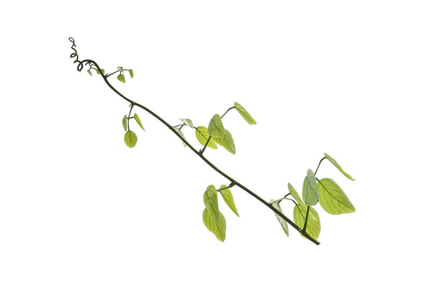 Буш виноград или три листья дикой виноградной лозы кайратия (Cayratia trifolia) лиана плющ куст растения, природа рамка джунглей границы изолированы на белом фоне, обрезка пути включены. - Фото, изображение