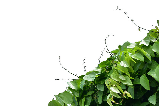 Uva de Bush ou cairatia de videira selvagem de três folhas (Cayratia trifolia) liana arbusto planta hera, borda da selva quadro natureza isolado no fundo branco, caminho de recorte incluído. - Foto, Imagem