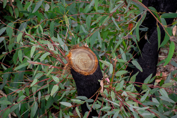 Nachwirkungen der Buschbrände in Australien: Verbrannter und gehackter Eukalyptus überlebt und keimt wieder aus Knospen unter seiner Rinde und aus einem Lignotuber am Fuß des Baumes - Foto, Bild