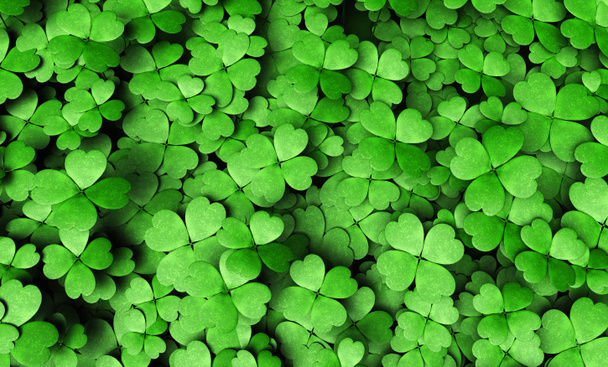 Expanse of four-leaf clovers - Photo, Image
