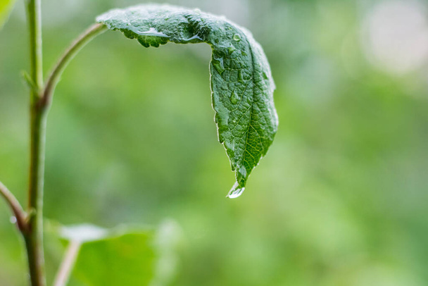 A drop of rain on a wet green leaf of apple - Photo, Image