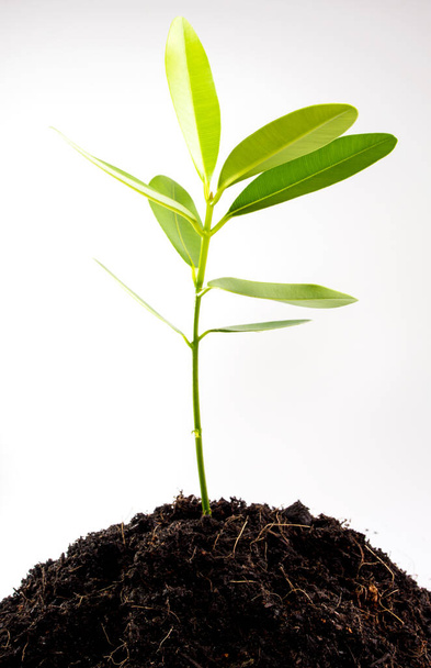 Зелене листя олександрійського лавра молоді рослини, що сопляться в чорному ґрунті. - Фото, зображення