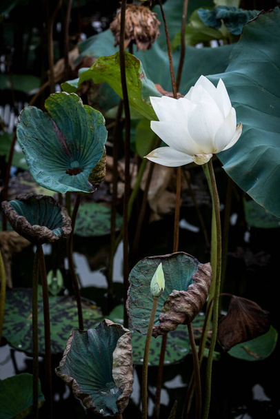 Una hermosa flor de loto blanco - Foto, imagen