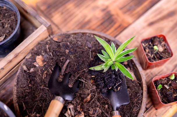 Gardener planting the tree and growth up. Home gardening nature and environment hobby. Relax and recreation on spring harvest season at home. - Photo, Image