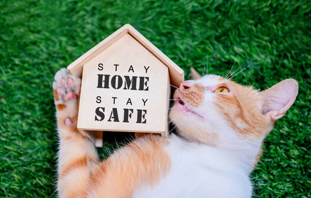 Cat with wooden house. Self-quarantine and stay home during Covid-19. Lovely pet in the garden with toy. Stay home stay safe and social distancing concept. - Photo, Image