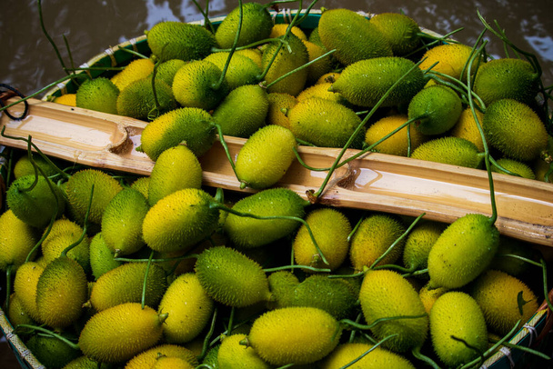 Green Momordica Dioica, joka tunnetaan yleisesti nimellä Spiny Gourd, tunnetaan myös nimellä bristly balsam pear, teasle gourd, kakrol Bangla. Hedelmä vihannes korissa kerätty vuorelta. - Valokuva, kuva