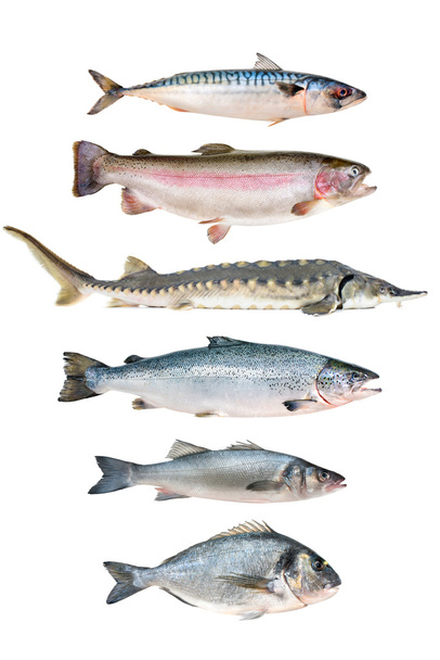 fish collection - Foto, immagini