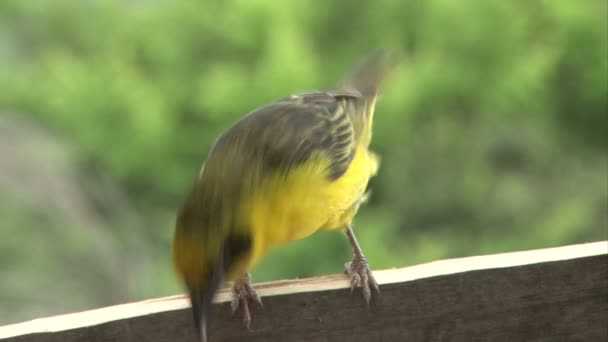 Un tisserand se nourrit d'un mangeur d'oiseaux fait maison - Séquence, vidéo