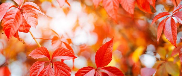 Autumn background design with colorful red and yellow leaves of bindweed plant with blurred free space - Foto, imagen