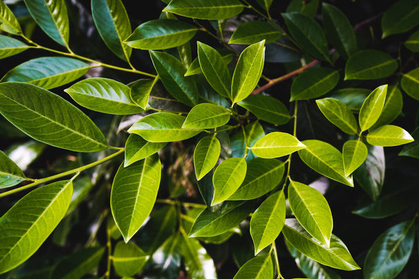 beringin дерево макро зеленые деревья в летнем лесу - Фото, изображение