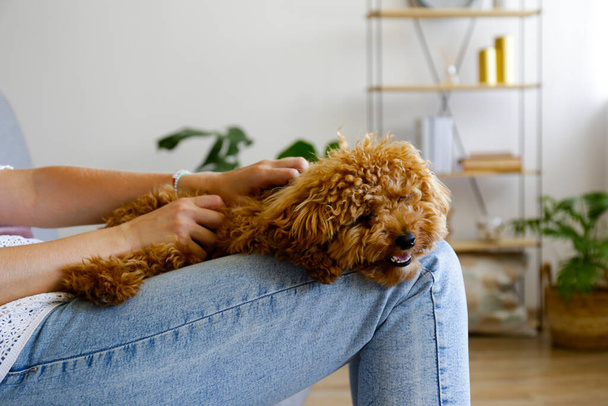 Adorable toy poodle puppy resting on its loving owner's lap. Small adorable doggy with funny curly fur with adult woman. Close up, copy space. - Foto, Imagen