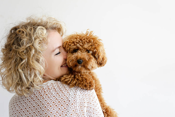 Adorable toy poodle puppy in arms of its loving owner. Small adorable doggy with funny curly fur with adult woman. Close up, copy space. - Valokuva, kuva