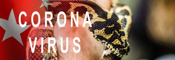 Gros plan de la tête du serpent sur fond noir comme source possible de coronavirus - Photo, image