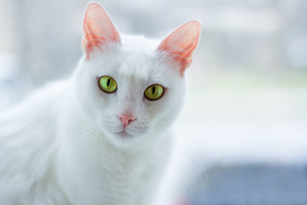 μια λευκή γάτα με κίτρινα μάτια κοιτάζει στα μάτια του ιδιοκτήτη της. Κατοικίδια. - Φωτογραφία, εικόνα