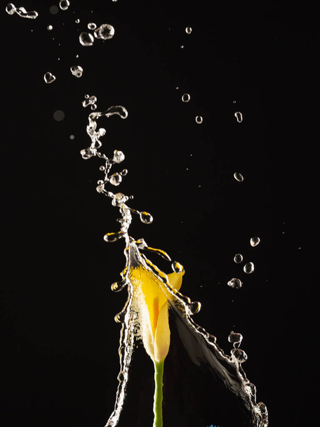 one yellow calla lily under a stream of water on a black background - Foto, Imagen