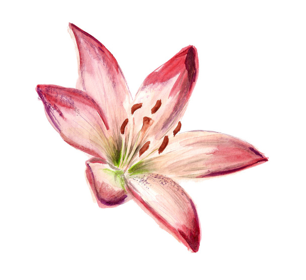 Watercolor red-white lily - 写真・画像
