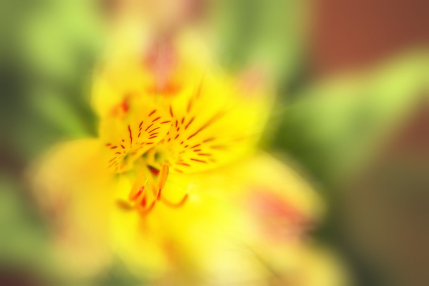 Yellow colored flower - Photo, Image
