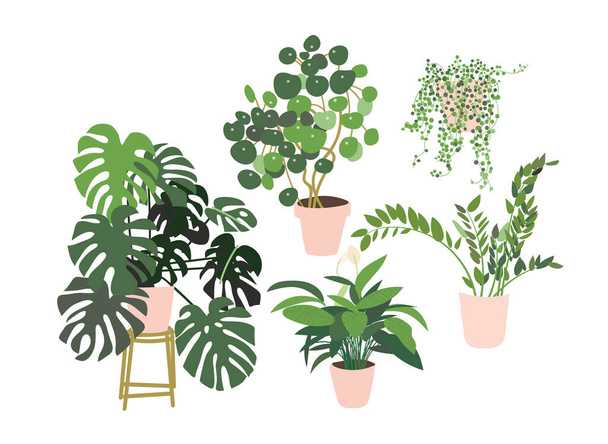 Saksı bitkisi. Sulu bitkiler ve ev bitkileri. El çizimi vektör çizimi. ev içi bitki vektör karikatürü. - Vektör, Görsel