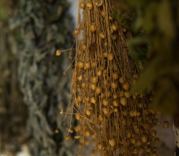 close up of dried herbs hanging on a wall of an old wooden house - Fotografie, Obrázek