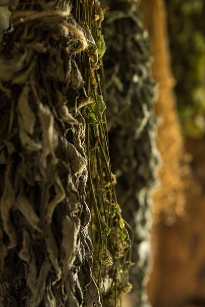 close up of dried herbs hanging on a wall of an old wooden house - Photo, image