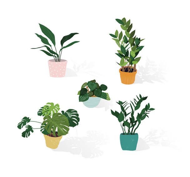 cserepes növény. zamatos és házi növények. kézzel rajzolt vektor illusztráció. ház beltéri növény vektor rajzfilm doodle. - Vektor, kép