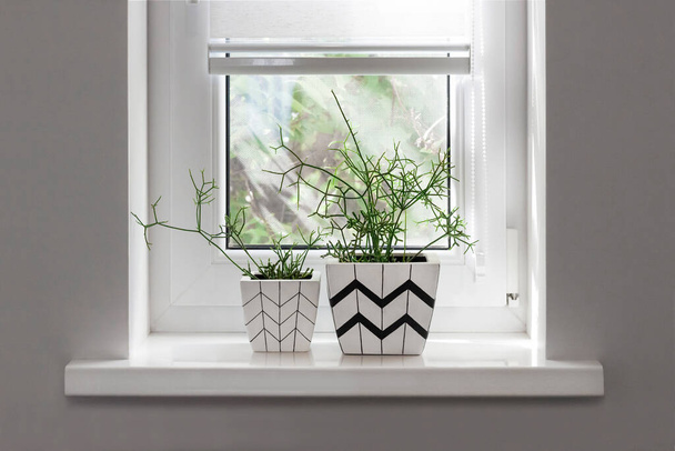 Deux pots de fleurs carrés blancs avec des motifs géométriques avec des plantes de rhipsalis plantées en eux se tiennent sur le rebord de la fenêtre avec store à rouleaux partiellement surélevé - Photo, image